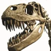 Encyclopedia of Dinosaurs