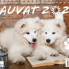Hauvat A5 2026