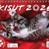 Kisut A5 2026