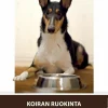 Koiran ruokinta