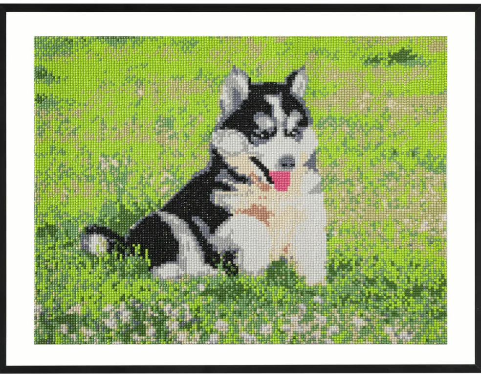 Timanttimaalaus 40x50cm Koira